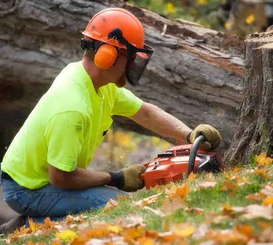 tree services Harbor Hills